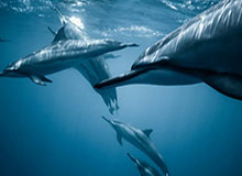 旺财28网页-国家体育总局局长高志丹：2025年冰雪经济总规模首次突破万亿元大关